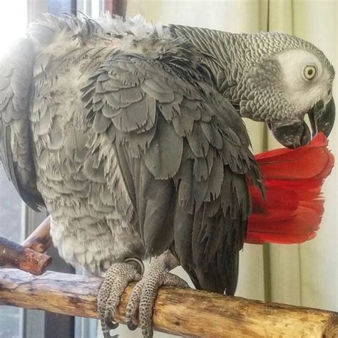 07 kg (20 lb) Price 25. . Parrots for sale ontario